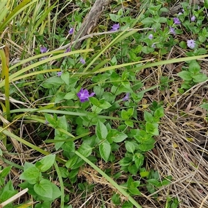 Vinca major at Goulburn, NSW - 9 Oct 2024