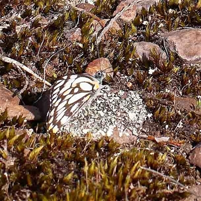 Belenois java at The Rock, NSW - 6 Oct 2024 by ConBoekel