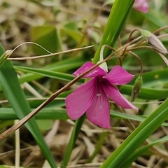 Oxalis articulata (Shamrock) at Goulburn, NSW - 9 Oct 2024 by trevorpreston