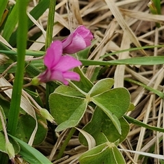 Oxalis articulata at Goulburn, NSW - 9 Oct 2024 02:45 PM