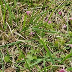 Oxalis articulata at Goulburn, NSW - 9 Oct 2024 02:45 PM