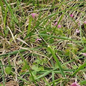 Oxalis articulata at Goulburn, NSW - 9 Oct 2024