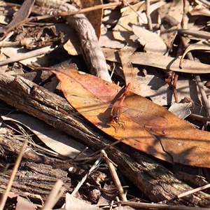 Diplacodes sp. (genus) (Percher) at The Rock, NSW by ConBoekel