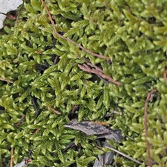 Unidentified Moss, Liverwort or Hornwort at The Rock, NSW - 7 Oct 2024 by ConBoekel