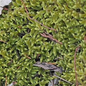 Unidentified Moss, Liverwort or Hornwort at The Rock, NSW by ConBoekel