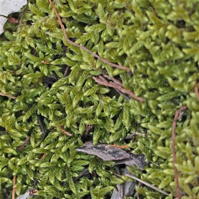 Unidentified Moss, Liverwort or Hornwort at The Rock, NSW - 6 Oct 2024 by ConBoekel