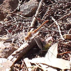 Diplacodes sp. (genus) (Percher) at The Rock, NSW - 6 Oct 2024 by ConBoekel