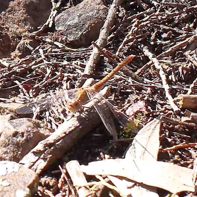 Diplacodes sp. (genus) (Percher) at The Rock, NSW - 7 Oct 2024 by ConBoekel