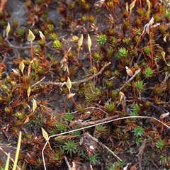 Unverified Moss, Liverwort or Hornwort at The Rock, NSW - 7 Oct 2024 by ConBoekel
