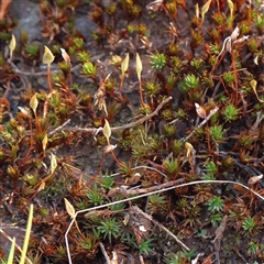 Unidentified Moss, Liverwort or Hornwort at The Rock, NSW - 6 Oct 2024 by ConBoekel