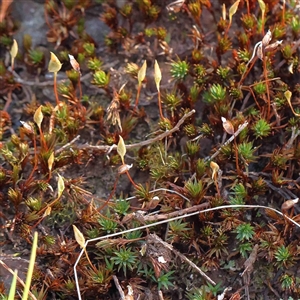 Unidentified Moss, Liverwort or Hornwort at The Rock, NSW by ConBoekel