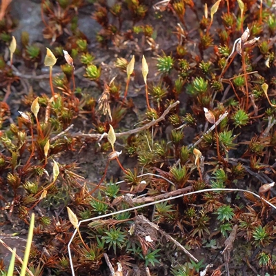 Unverified Moss, Liverwort or Hornwort at The Rock, NSW - 7 Oct 2024 by ConBoekel