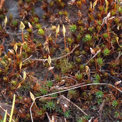 Unidentified Moss, Liverwort or Hornwort at The Rock, NSW - 6 Oct 2024 by ConBoekel