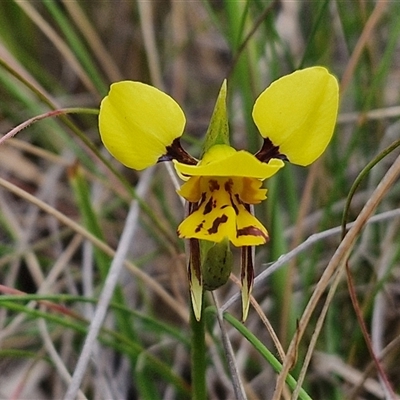 Diuris sulphurea (Tiger Orchid) at Goulburn, NSW - 9 Oct 2024 by trevorpreston