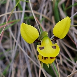 Diuris sulphurea at Goulburn, NSW - suppressed