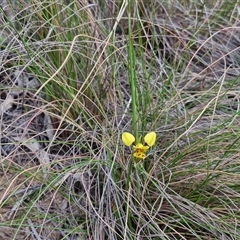 Diuris sulphurea at Goulburn, NSW - 9 Oct 2024