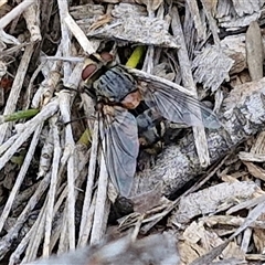 Prodiaphania sp. (genus) (A Tachinid fly) at Goulburn, NSW - 9 Oct 2024 by trevorpreston