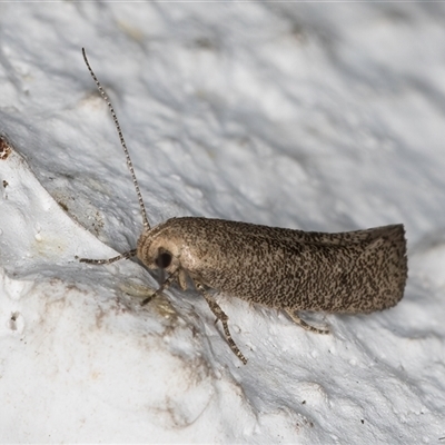 Orescoa orites (A concealer moth) at Melba, ACT - 6 Oct 2024 by kasiaaus