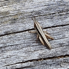 Macrotona australis (Common Macrotona Grasshopper) at Goulburn, NSW - 9 Oct 2024 by trevorpreston