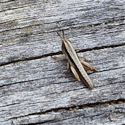 Macrotona australis (Common Macrotona Grasshopper) at Goulburn, NSW - 9 Oct 2024 by trevorpreston