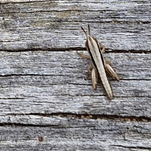 Macrotona australis at Goulburn, NSW - 9 Oct 2024