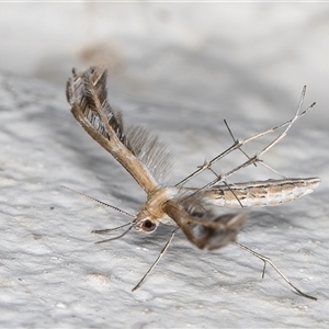 Stangeia xerodes at Melba, ACT - 6 Oct 2024 07:51 PM