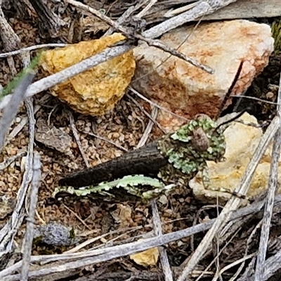 Cirphula pyrrhocnemis (Variable Cirphula) at Goulburn, NSW - 9 Oct 2024 by trevorpreston