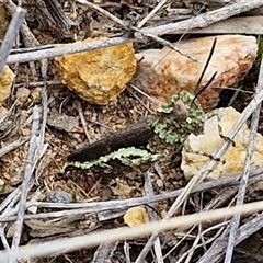 Cirphula pyrrhocnemis at Goulburn, NSW - 9 Oct 2024