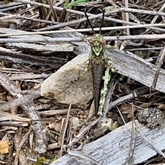 Cirphula pyrrhocnemis at Goulburn, NSW - 9 Oct 2024