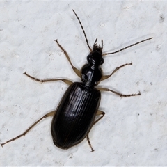 Notagonum submetallicum (Predatory ground beetle) at Melba, ACT - 6 Oct 2024 by kasiaaus