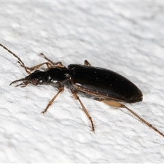 Notagonum submetallicum at Melba, ACT - 6 Oct 2024