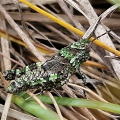 Cirphula pyrrhocnemis (Variable Cirphula) at Goulburn, NSW - 9 Oct 2024 by trevorpreston