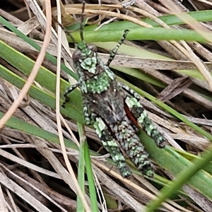 Cirphula pyrrhocnemis at Goulburn, NSW - 9 Oct 2024 02:34 PM