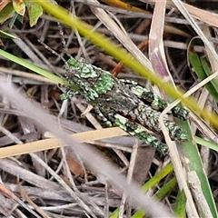 Cirphula pyrrhocnemis at Goulburn, NSW - 9 Oct 2024