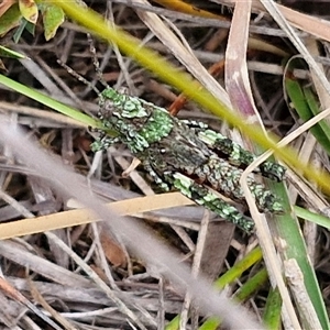 Cirphula pyrrhocnemis at Goulburn, NSW - 9 Oct 2024