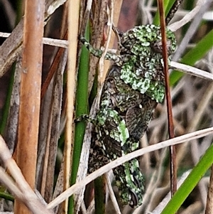 Cirphula pyrrhocnemis at Goulburn, NSW - 9 Oct 2024