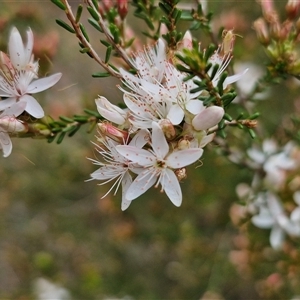 Calytrix tetragona at Goulburn, NSW - 9 Oct 2024