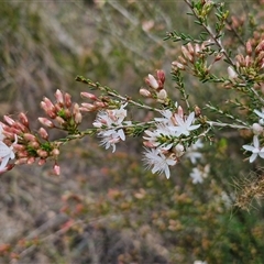 Calytrix tetragona at Goulburn, NSW - 9 Oct 2024