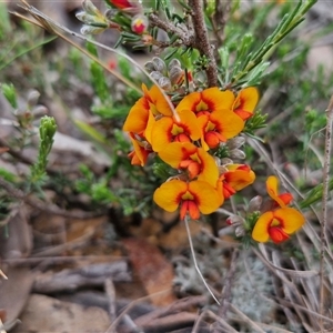 Dillwynia sericea at Goulburn, NSW - 9 Oct 2024