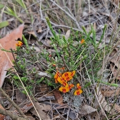 Dillwynia sericea at Goulburn, NSW - 9 Oct 2024