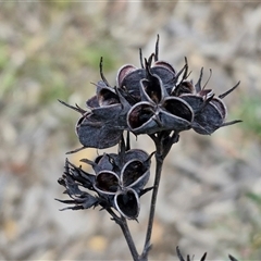 Haemodorum planifolium at Goulburn, NSW - 9 Oct 2024 by trevorpreston