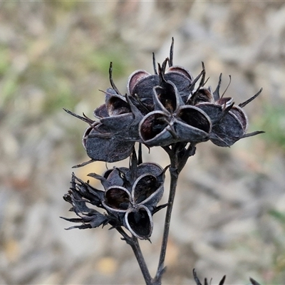 Haemodorum planifolium at Goulburn, NSW - 9 Oct 2024 by trevorpreston