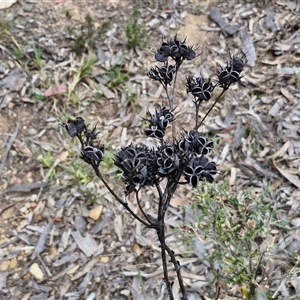 Haemodorum planifolium at Goulburn, NSW - 9 Oct 2024