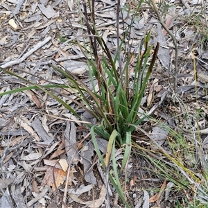 Haemodorum planifolium at Goulburn, NSW - 9 Oct 2024 02:30 PM