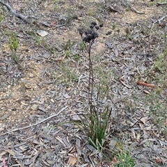 Haemodorum planifolium at Goulburn, NSW - 9 Oct 2024 02:30 PM