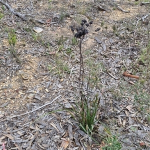 Haemodorum planifolium at Goulburn, NSW - 9 Oct 2024