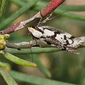 Eusemocosma pruinosa at Goulburn, NSW - 9 Oct 2024