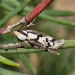 Eusemocosma pruinosa at Goulburn, NSW - 9 Oct 2024