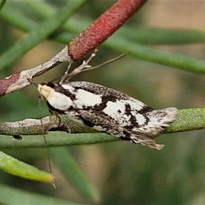 Eusemocosma pruinosa at Goulburn, NSW - 9 Oct 2024 02:30 PM