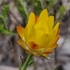 Xerochrysum viscosum (Sticky Everlasting) at Goulburn, NSW - 9 Oct 2024 by trevorpreston